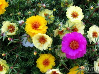 Лот: 13756336. Фото: 1. Портулак. Садовые цветы