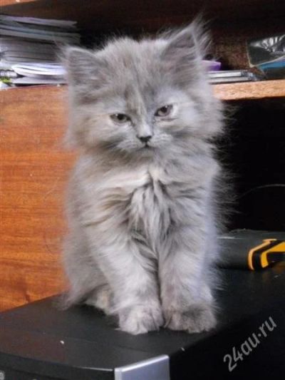 Лот: 951129. Фото: 1. Кошечки. Остальные животные