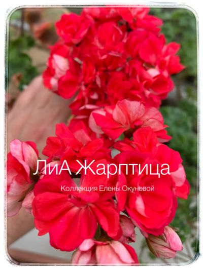 Лот: 19466618. Фото: 1. Пеларгония ЛиА Жарптица. Горшечные растения и комнатные цветы