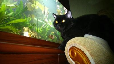 Лот: 5264294. Фото: 1. Отдам кошечку. Ещё котёнок. Кошки, котята