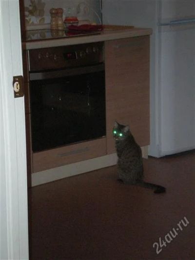 Лот: 1281403. Фото: 1. срочно!!! умная кошка маша 2 года... Кошки, котята