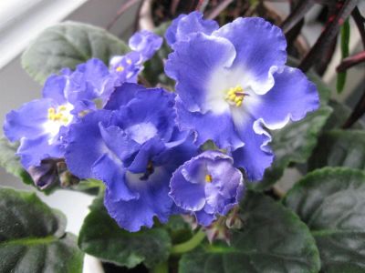 Лот: 2810398. Фото: 1. фиалка цветет. Горшечные растения и комнатные цветы