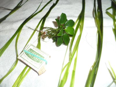 Лот: 6703614. Фото: 1. Анубиас. Водные растения