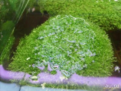 Лот: 15676300. Фото: 1. мох Риччия Плавающая Ricca fluitans... Водные растения