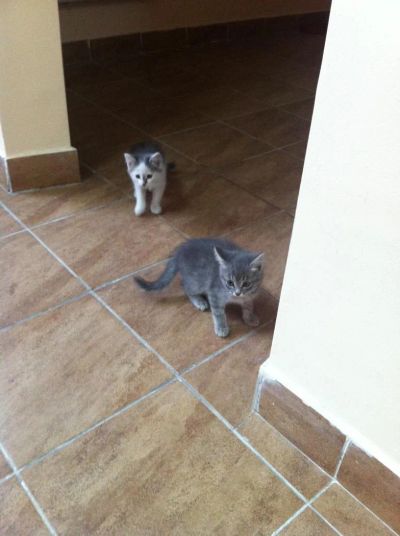 Лот: 4564496. Фото: 1. Срочно отдам котят!. Кошки, котята