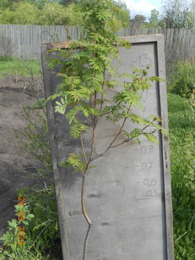 Лот: 12145798. Фото: 1. Рябина . Высота 1,8 м. Декоративные кустарники и деревья