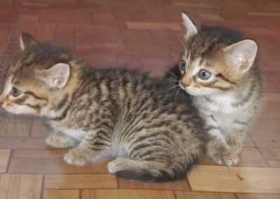 Лот: 4310686. Фото: 1. Подарю чудесных котят. Кошки, котята