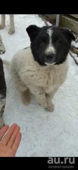 Лот: 17010425. Фото: 1. Щенки от крупной собаки. Собаки, щенки