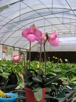 Лот: 1532663. Фото: 1. Paph. delenatii ? micranthum. Горшечные растения и комнатные цветы