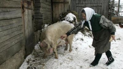Лот: 2444953. Фото: 1. Свинина, свежая. Мясо, птица, яйцо