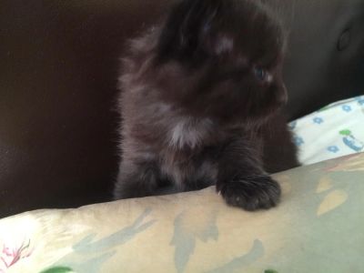 Лот: 8365684. Фото: 1. Отдам даром домашних котят. Кошки, котята