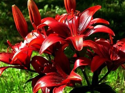 Лот: 25273447. Фото: 1. Сортовые лилии луковицы, предзаказ. Садовые цветы