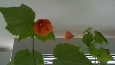 Лот: 10093831. Фото: 1. абутилон. Горшечные растения и комнатные цветы