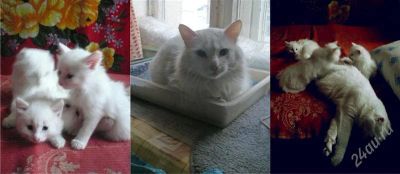 Лот: 1686430. Фото: 1. котёнок_3 ангоры белые_ + рыжый... Кошки, котята