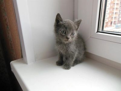 Лот: 3210604. Фото: 1. Срочно подарю котенка Русская... Кошки, котята