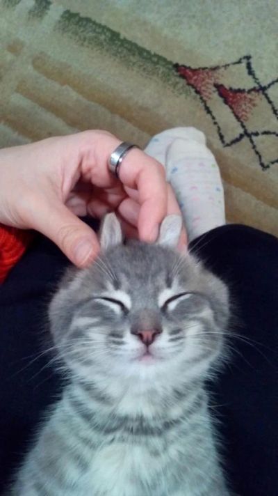 Лот: 7409214. Фото: 1. Котенок в добрые руки. Кошки, котята