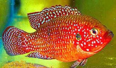 Лот: 3441014. Фото: 1. Хромис красный (Hemichromis lifalili... Рыбки