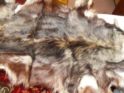 Лот: 3387642. Фото: 1. Шкуры собаки. Материалы и сырьё