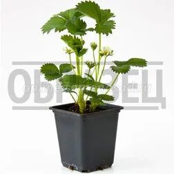 Лот: 22642238. Фото: 1. Земляника садовая Тенира (Р9). Ягоды