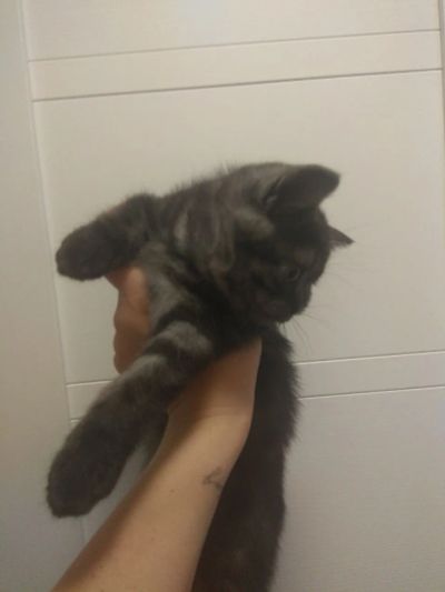 Лот: 20570202. Фото: 1. Британская кошечка,3мес,торг. Кошки, котята