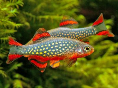 Лот: 16204878. Фото: 1. Микрорасбора Галактика (Danio... Рыбки