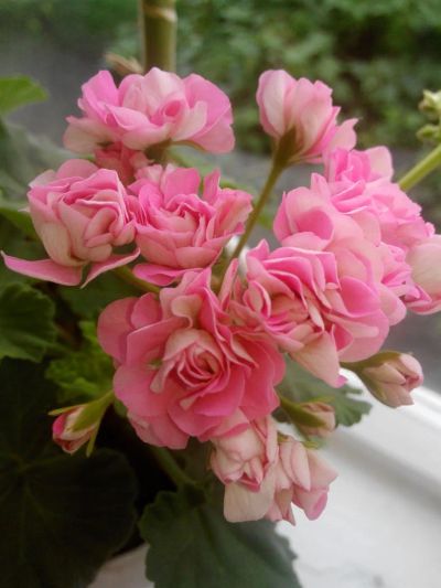 Лот: 8025416. Фото: 1. Пеларгония( герань) розебудная... Горшечные растения и комнатные цветы