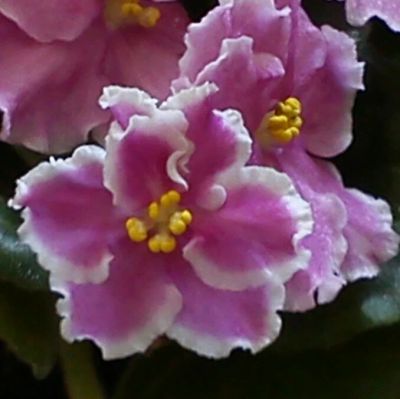 Лот: 4558121. Фото: 1. Фиалка Pink Duchess (S.Sorano... Горшечные растения и комнатные цветы