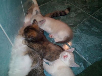 Лот: 7869241. Фото: 1. Симпатичные котята. Кошки, котята