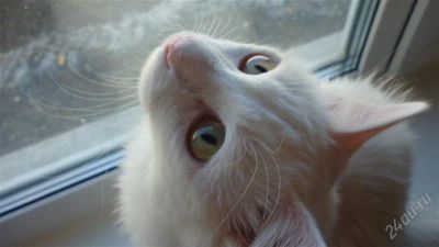 Лот: 2769529. Фото: 1. Кот в хорошие руки. Кошки, котята