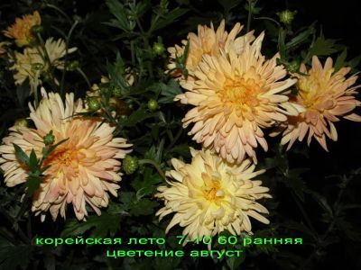 Лот: 7339017. Фото: 1. Лето Хризантема корейская. Садовые цветы