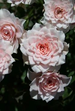 Лот: 7059939. Фото: 1. Роза Алтайская Розовая. Садовые цветы