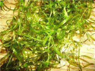 Лот: 202978. Фото: 1. Травка. Водные растения