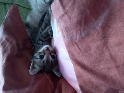 Лот: 13695130. Фото: 1. Котята. Кошки, котята