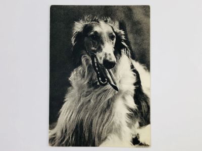 Лот: 23296602. Фото: 1. Борзая. Открытка. 1968. Открытки, конверты