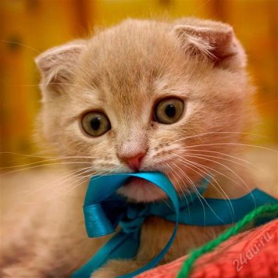 Лот: 2436375. Фото: 1. Шотландский вислоухий котёнок. Кошки, котята