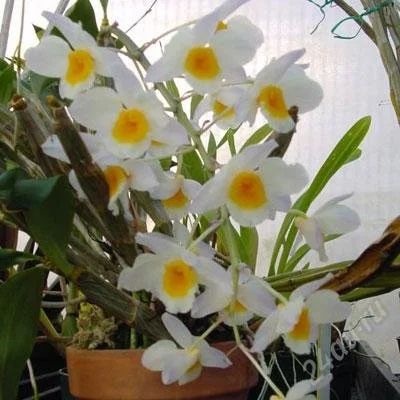 Лот: 989804. Фото: 1. орхидея Дендробиум Nobile. Горшечные растения и комнатные цветы