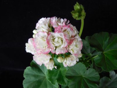 Лот: 4409381. Фото: 1. 'Apple Blossom Rosebud'( ук. черенок... Горшечные растения и комнатные цветы