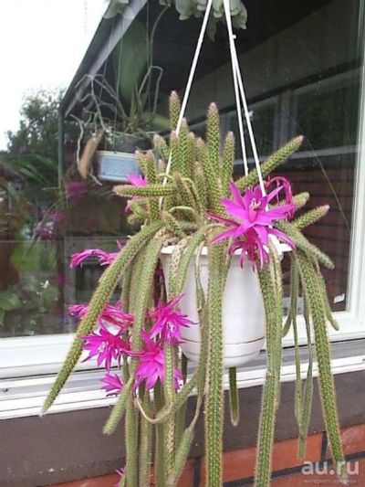 Лот: 10001852. Фото: 1. Куплю апорокактус (Aporocactus... Горшечные растения и комнатные цветы