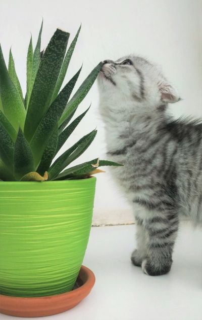 Лот: 13984751. Фото: 1. Шотландские котята. Кошки, котята