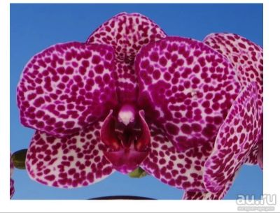 Лот: 13821587. Фото: 1. Орхидея Dtps.Shu Long Black Leopard. Горшечные растения и комнатные цветы