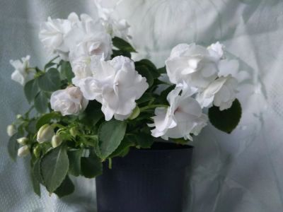Лот: 2773282. Фото: 1. Бальзамин Белый (Альба)Цветущий. Горшечные растения и комнатные цветы