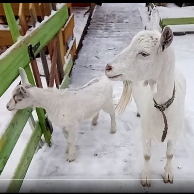 Лот: 25508736. Фото: 1. Надо перевезти козу из Красноярска... Грузоперевозки, доставка