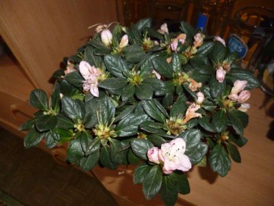 Лот: 3768644. Фото: 1. Азалия 3. Горшечные растения и комнатные цветы