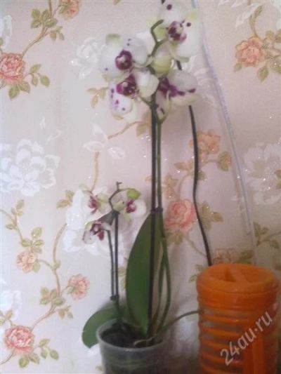 Лот: 2634335. Фото: 1. Орхидея 2 ствольная. Горшечные растения и комнатные цветы