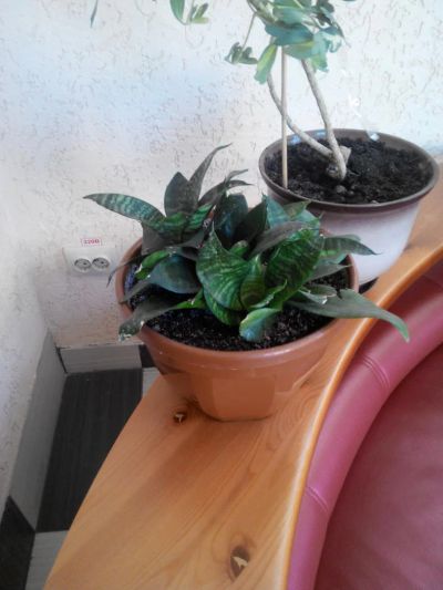 Лот: 6452784. Фото: 1. сансевиерия (щучий хвост). Горшечные растения и комнатные цветы