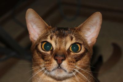 Лот: 4781865. Фото: 1. Абиссинский кот. Кошки, котята