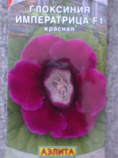 Лот: 2974645. Фото: 1. Глоксиния Императрица Красная... Горшечные растения и комнатные цветы