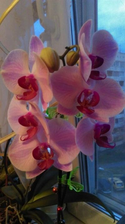 Лот: 7374018. Фото: 1. Орхидея фаленопсис. Горшечные растения и комнатные цветы