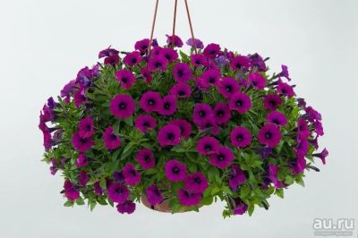 Лот: 13473061. Фото: 1. Петуния вегетативная Little Shiraz. Садовые цветы