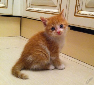 Лот: 5525119. Фото: 1. Котёнок-найдёныш (мальчик). Кошки, котята